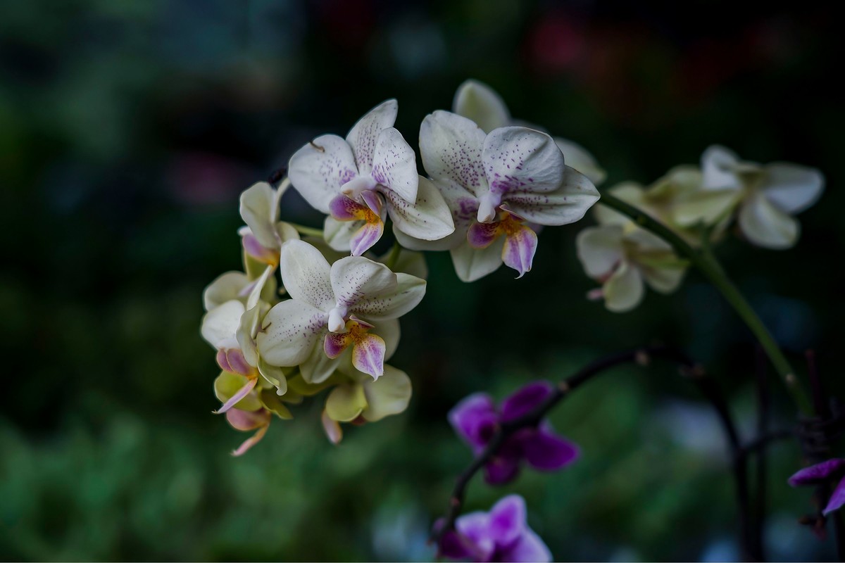 携一组a9+FE24-105G OSS  拜访 陈贤哲版主 ( 花花草草 ) 顺祝贵坛红红火火