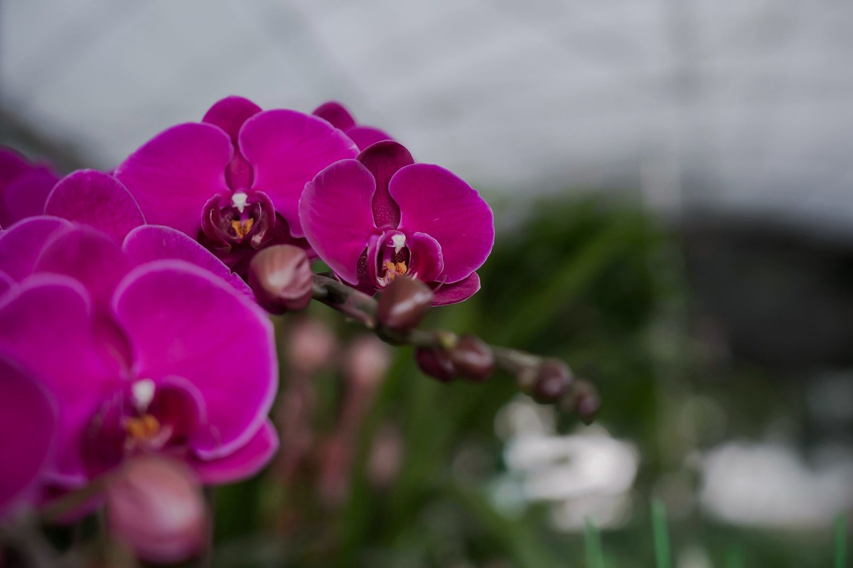 携一组a9+FE24-105G OSS  拜访 陈贤哲版主 ( 花花草草 ) 顺祝贵坛红红火火