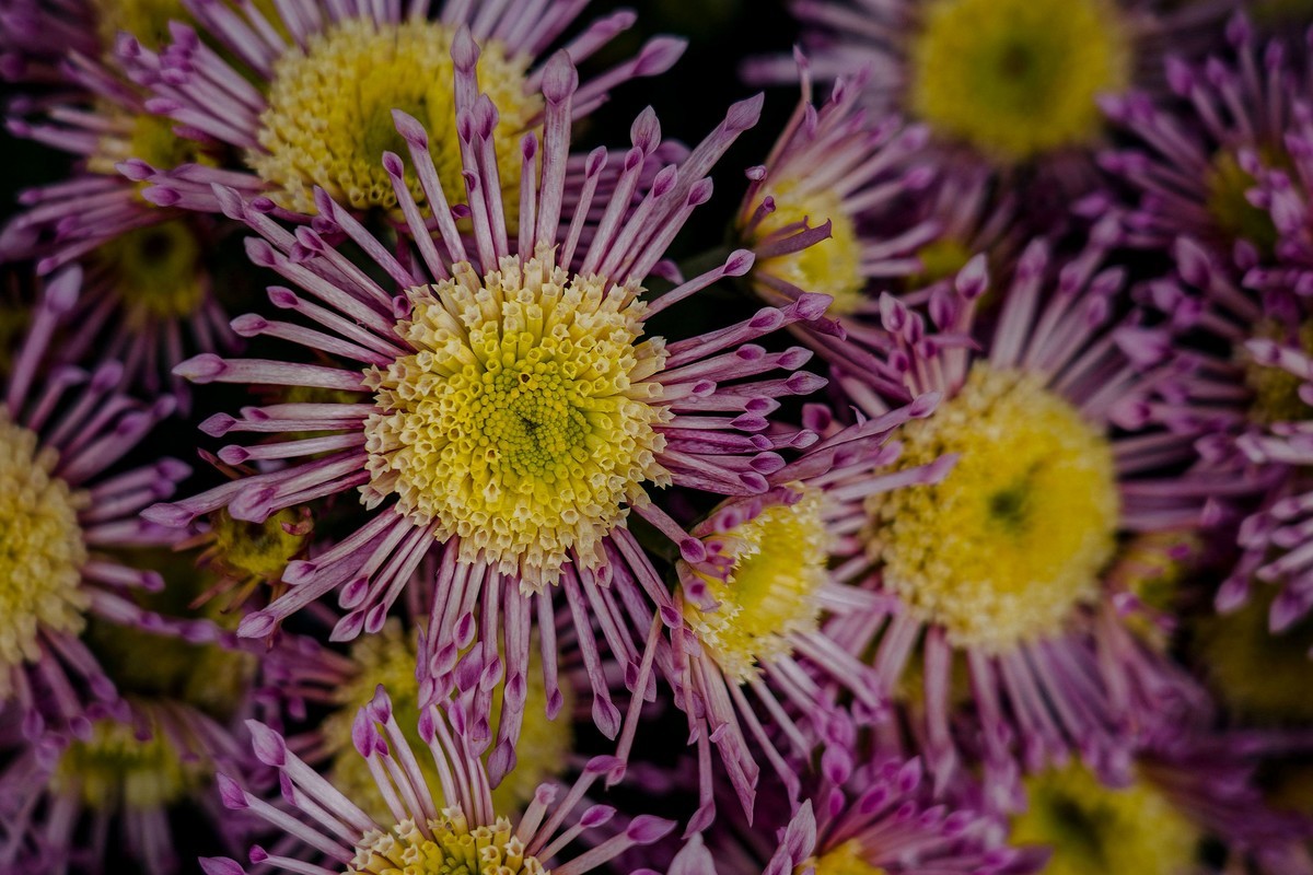 携一组a9+FE24-105G OSS  拜访 陈贤哲版主 ( 花花草草 ) 顺祝贵坛红红火火
