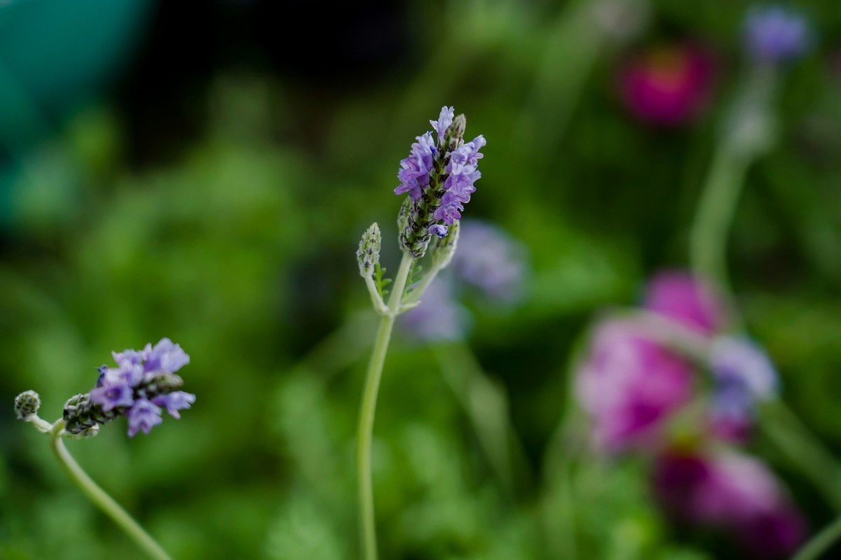 携一组a9+FE24-105G OSS  拜访 陈贤哲版主 ( 花花草草 ) 顺祝贵坛红红火火