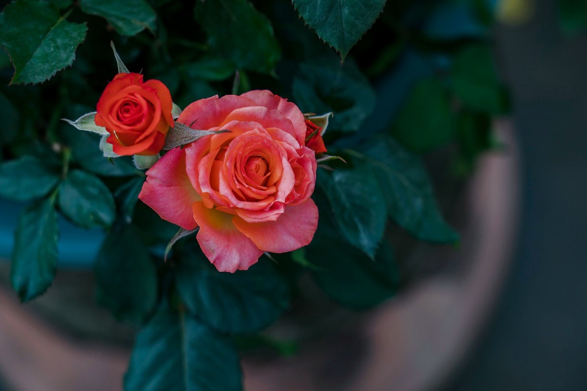 携一组a9+FE24-105G OSS  拜访 陈贤哲版主 ( 花花草草 ) 顺祝贵坛红红火火