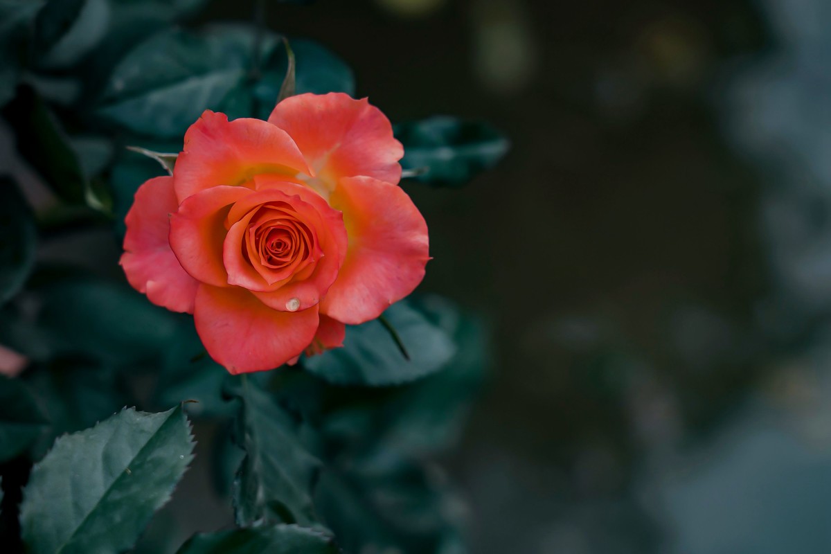 携一组a9+FE24-105G OSS  拜访 陈贤哲版主 ( 花花草草 ) 顺祝贵坛红红火火