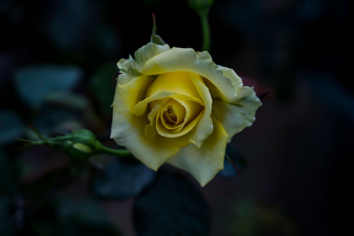 携一组a9+FE24-105G OSS  拜访 陈贤哲版主 ( 花花草草 ) 顺祝贵坛红红火火