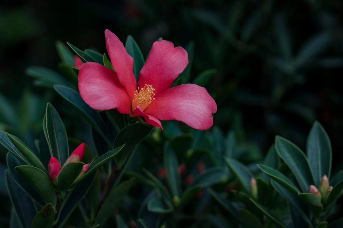 携一组a9+FE24-105G OSS  拜访 陈贤哲版主 ( 花花草草 ) 顺祝贵坛红红火火