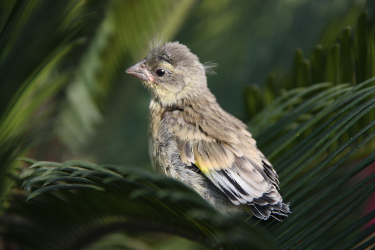 捡到一只金翅雀雏鸟经过数天的喂养羽翼丰满已回归自然