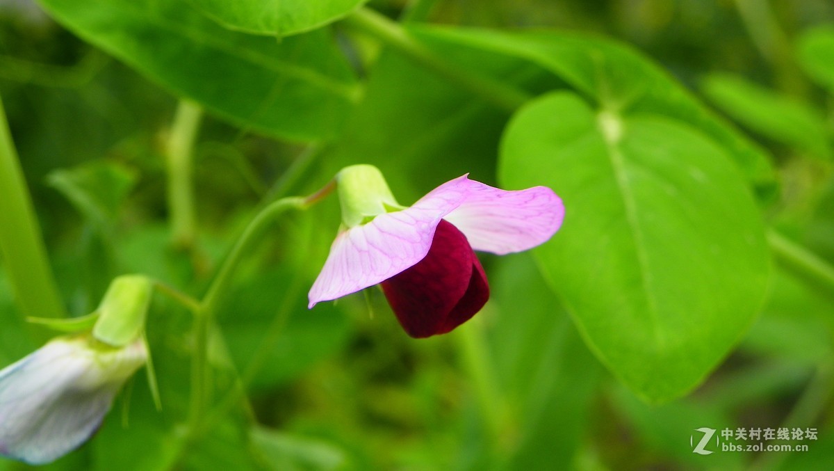 小花朵儿
