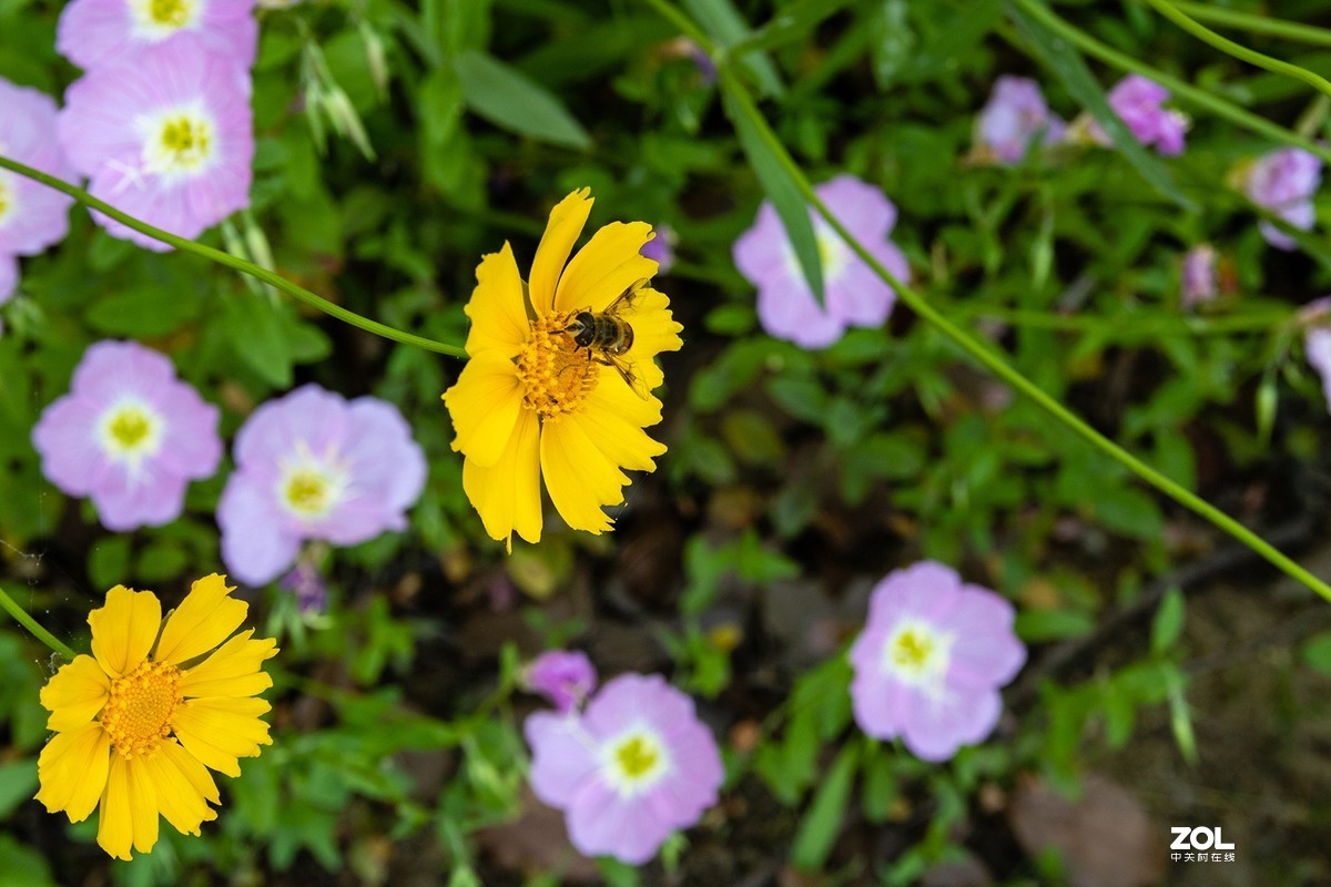 无锡一个20年前的公园---无锡欧州城