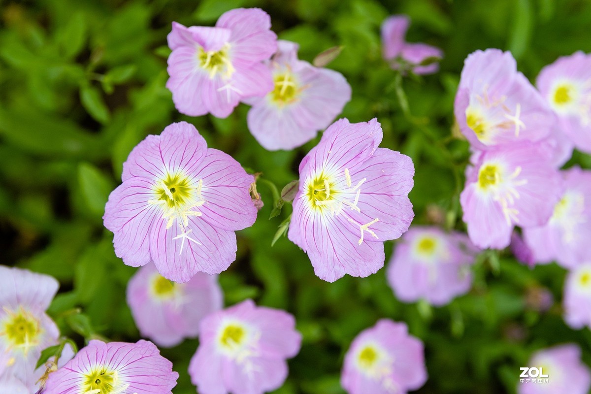 无锡一个20年前的公园---无锡欧州城