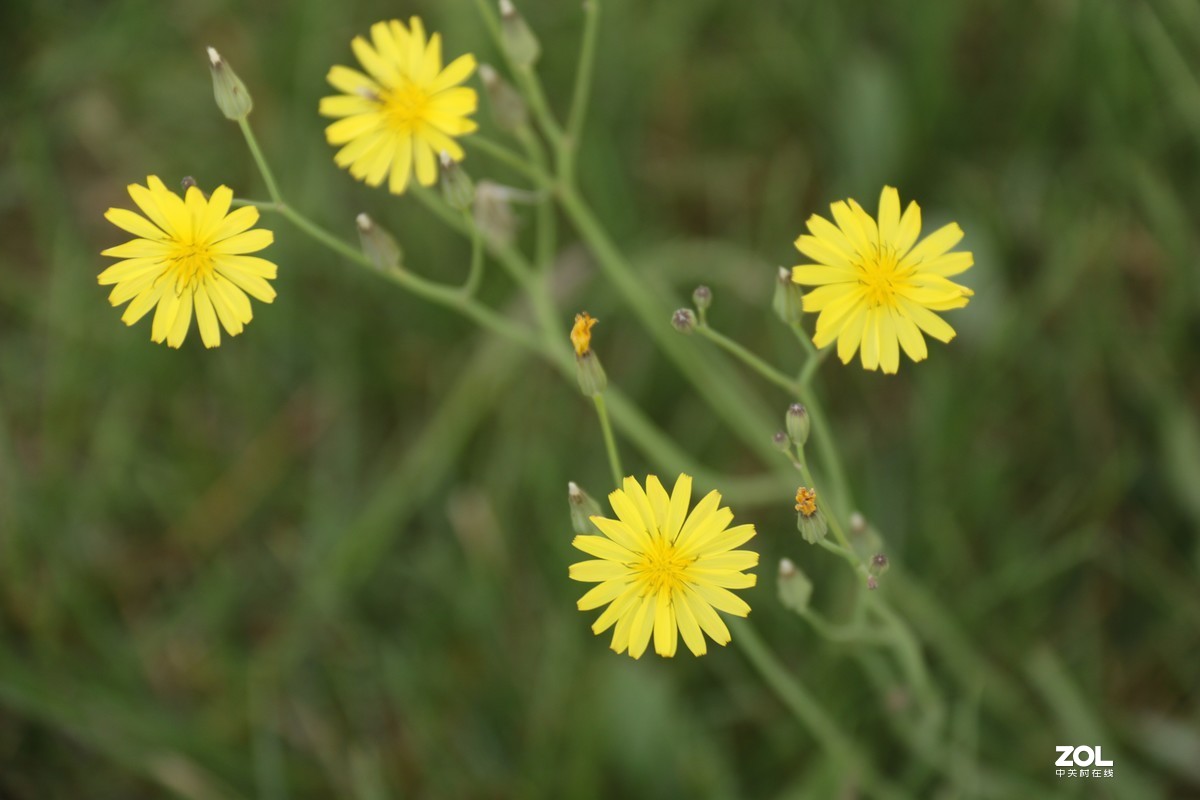 五月初的芍药花好的正欢