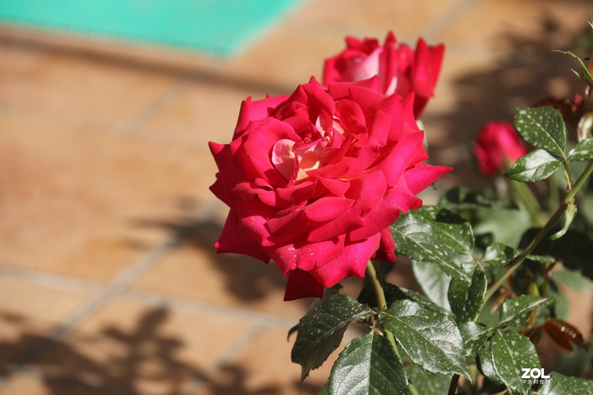 五月初的芍药花好的正欢