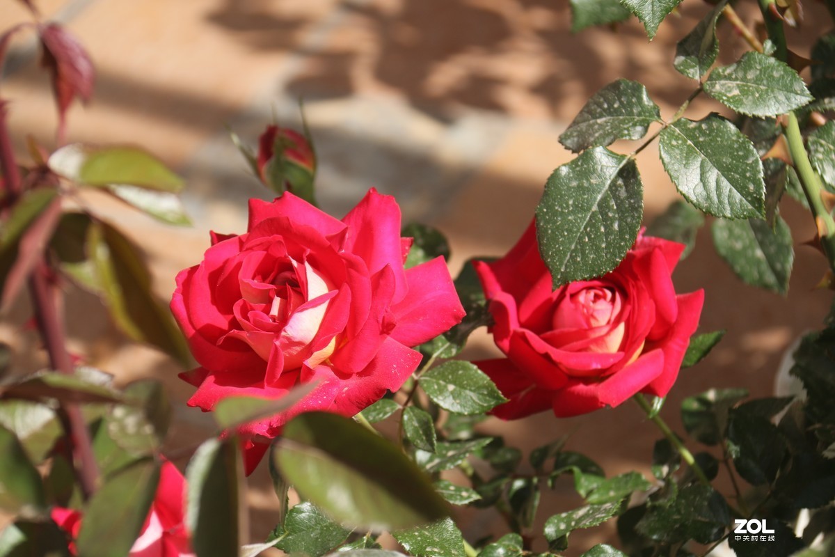 五月初的芍药花好的正欢