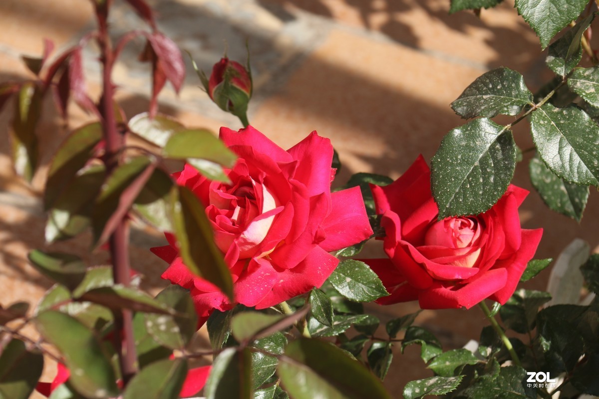 五月初的芍药花好的正欢