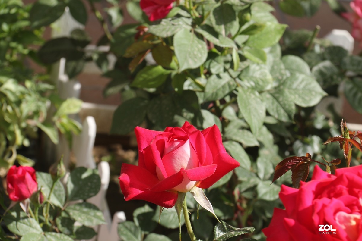 五月初的芍药花好的正欢