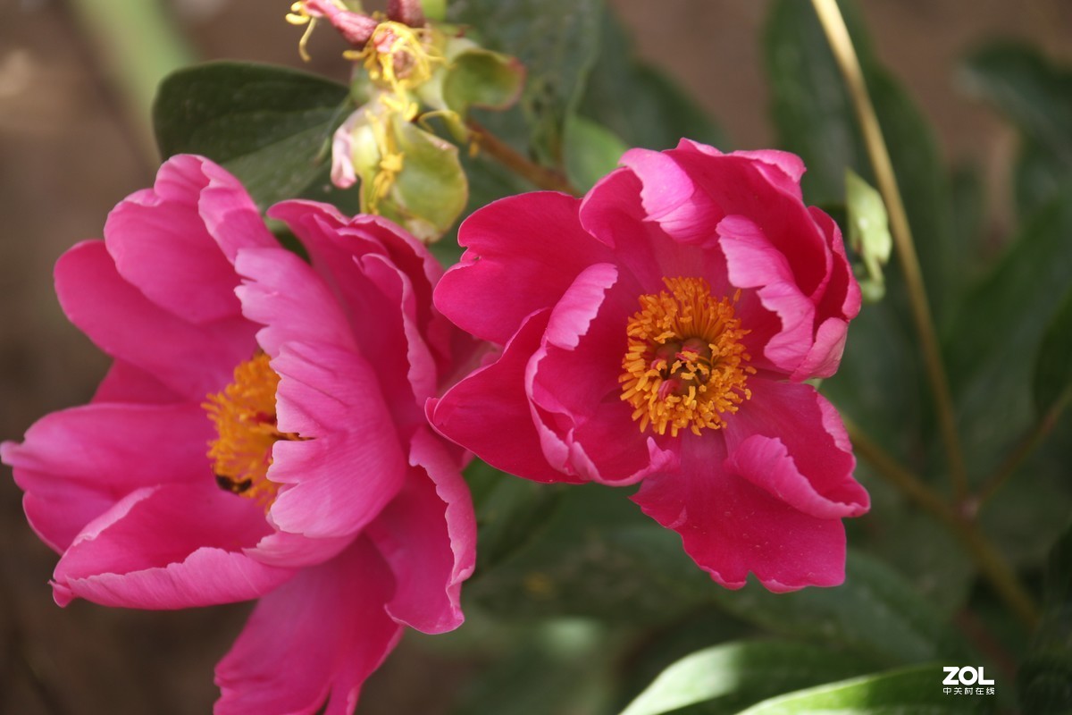 五月初的芍药花好的正欢