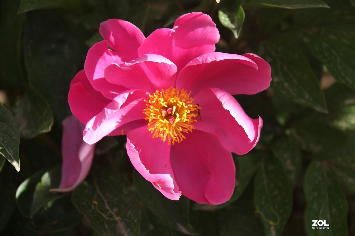 五月初的芍药花好的正欢