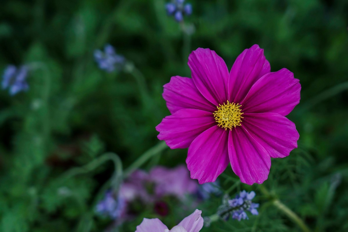 携一组a9+FE24-105G OSS  拜访 陈贤哲版主 ( 花花草草 ) 顺祝贵坛红红火火