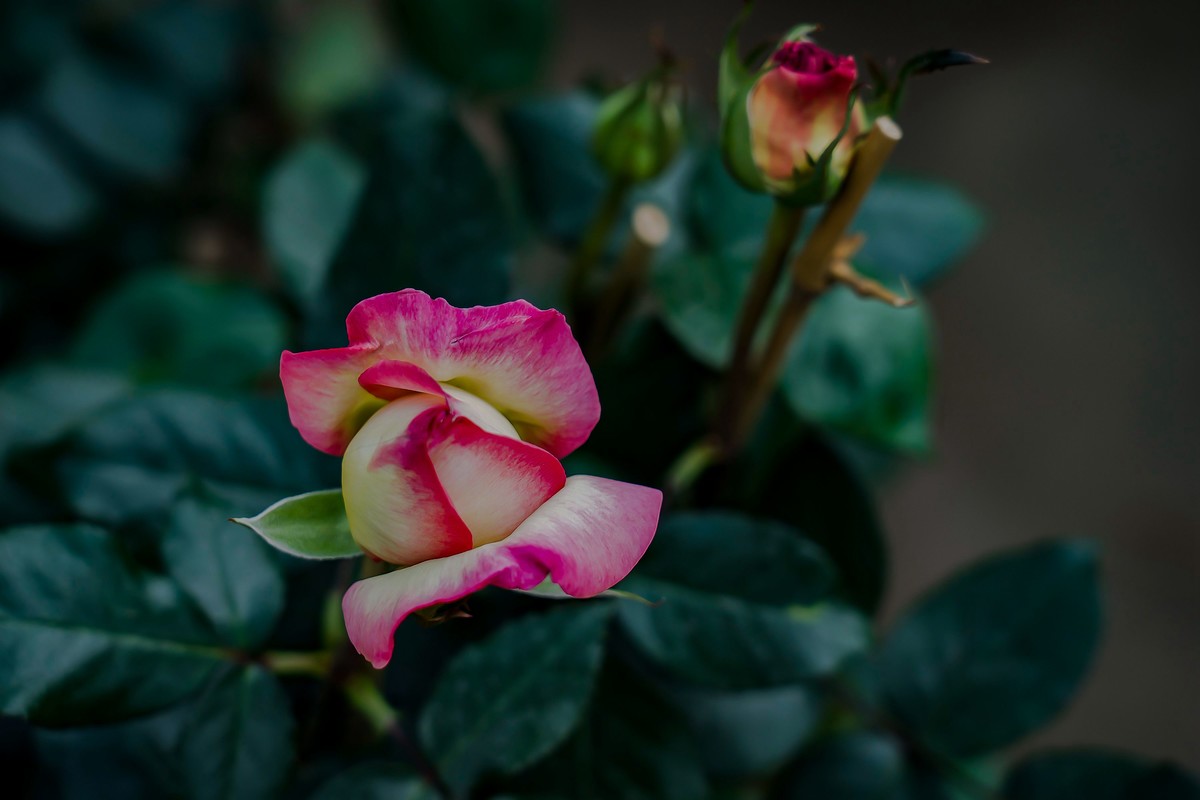 携一组a9+FE24-105G OSS  拜访 陈贤哲版主 ( 花花草草 ) 顺祝贵坛红红火火