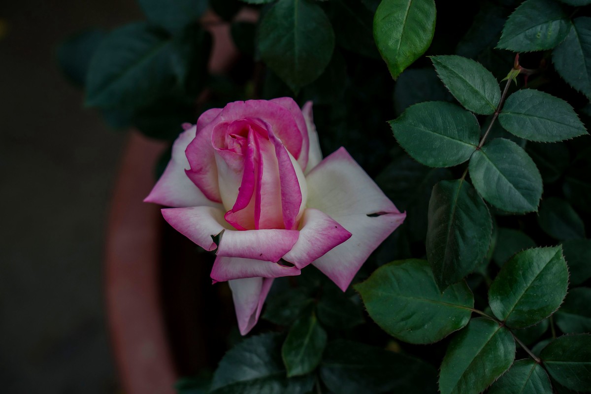 携一组a9+FE24-105G OSS  拜访 陈贤哲版主 ( 花花草草 ) 顺祝贵坛红红火火