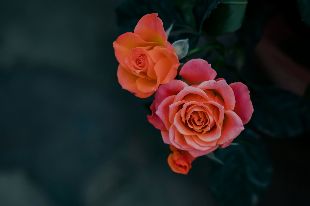 携一组a9+FE24-105G OSS  拜访 陈贤哲版主 ( 花花草草 ) 顺祝贵坛红红火火