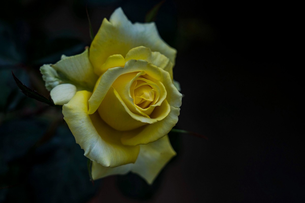 携一组a9+FE24-105G OSS  拜访 陈贤哲版主 ( 花花草草 ) 顺祝贵坛红红火火