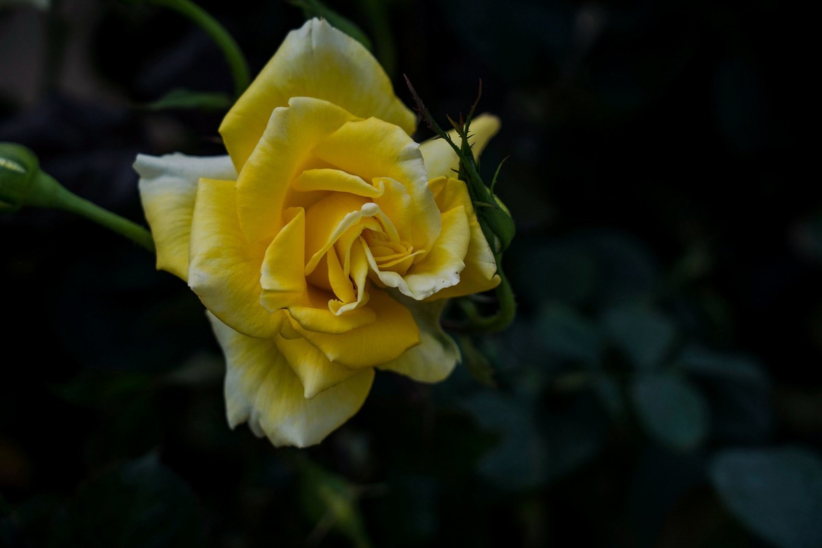 携一组a9+FE24-105G OSS  拜访 陈贤哲版主 ( 花花草草 ) 顺祝贵坛红红火火