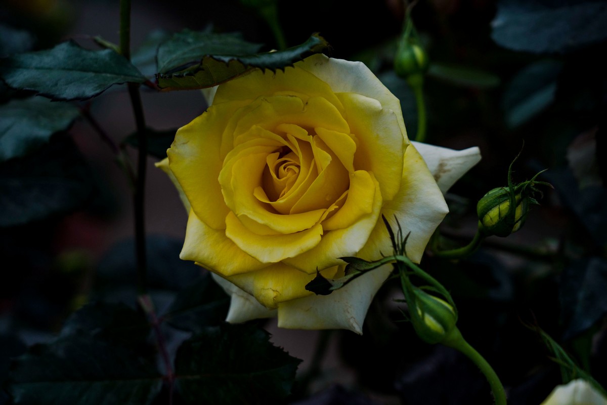 携一组a9+FE24-105G OSS  拜访 陈贤哲版主 ( 花花草草 ) 顺祝贵坛红红火火