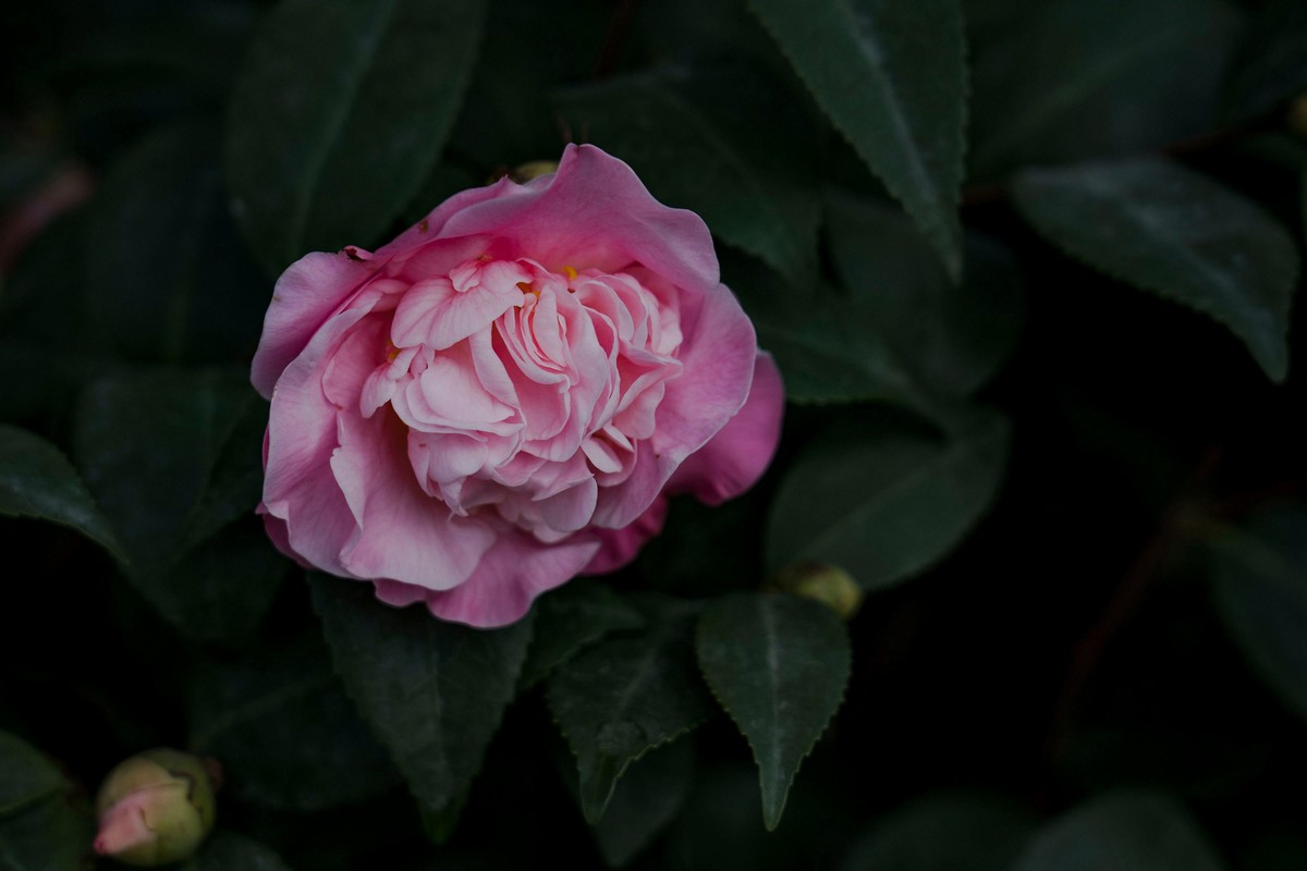 携一组a9+FE24-105G OSS  拜访 陈贤哲版主 ( 花花草草 ) 顺祝贵坛红红火火