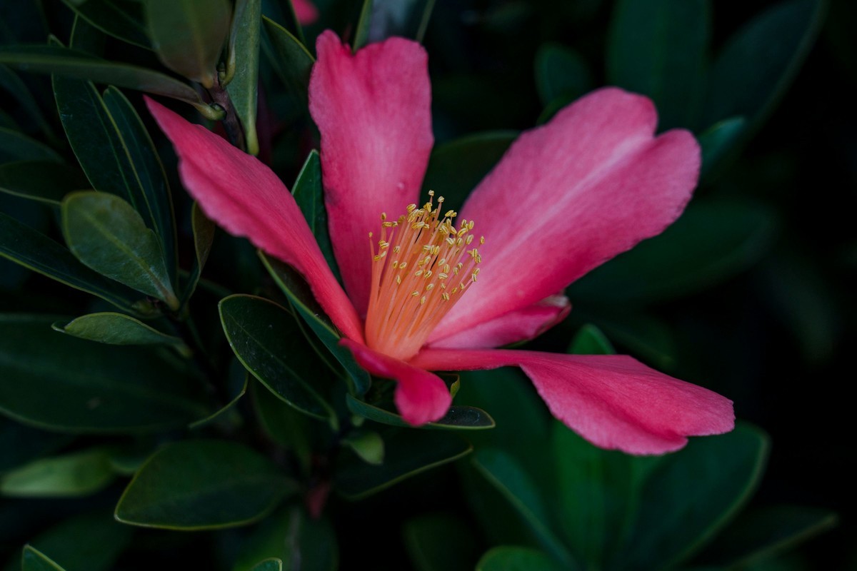 携一组a9+FE24-105G OSS  拜访 陈贤哲版主 ( 花花草草 ) 顺祝贵坛红红火火