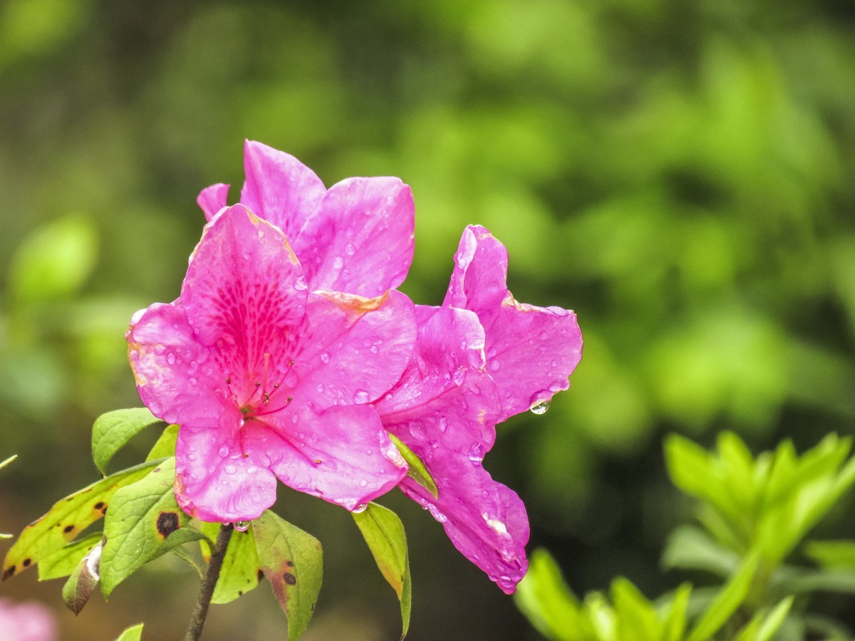 杜鵑花