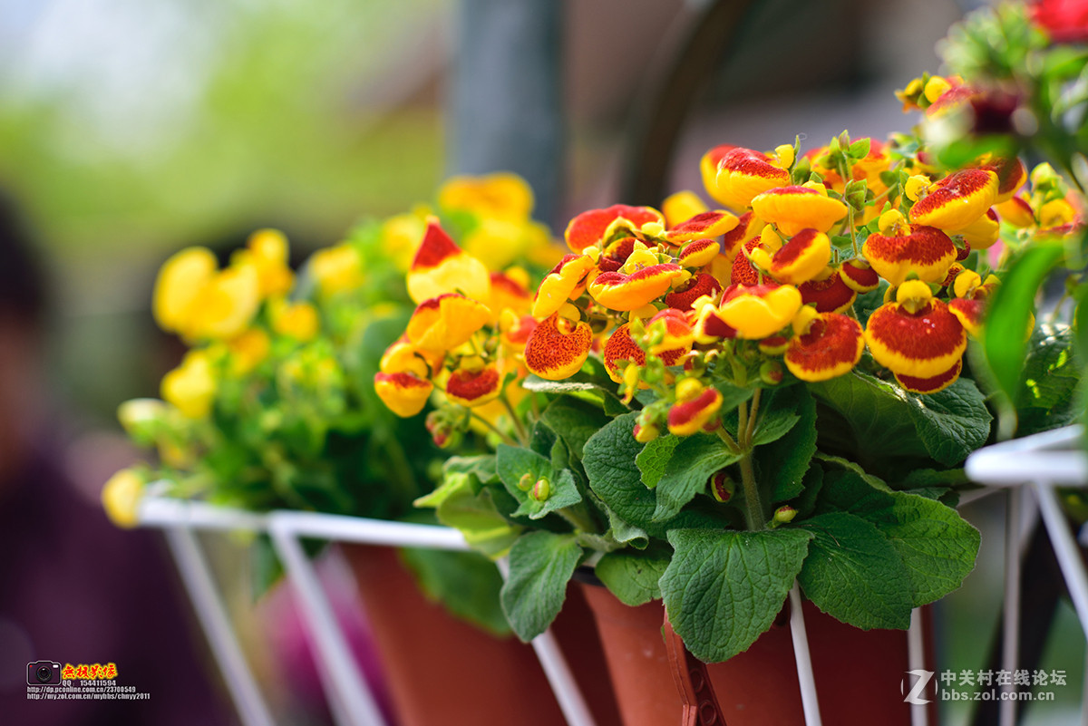 D750+尼康105 2.5手动头试镜