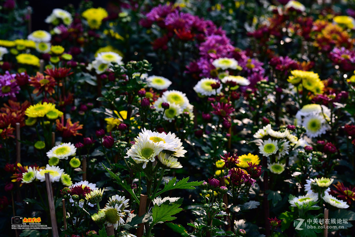 D750+康泰时85 1.4试镜