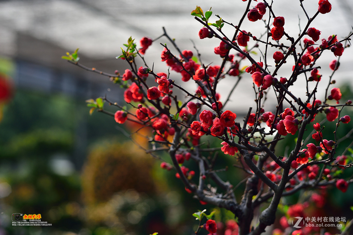 D750+康泰时85 1.4试镜