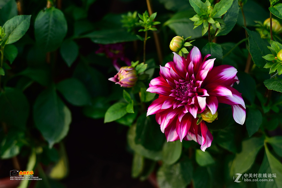 D750+康泰时85 1.4试镜