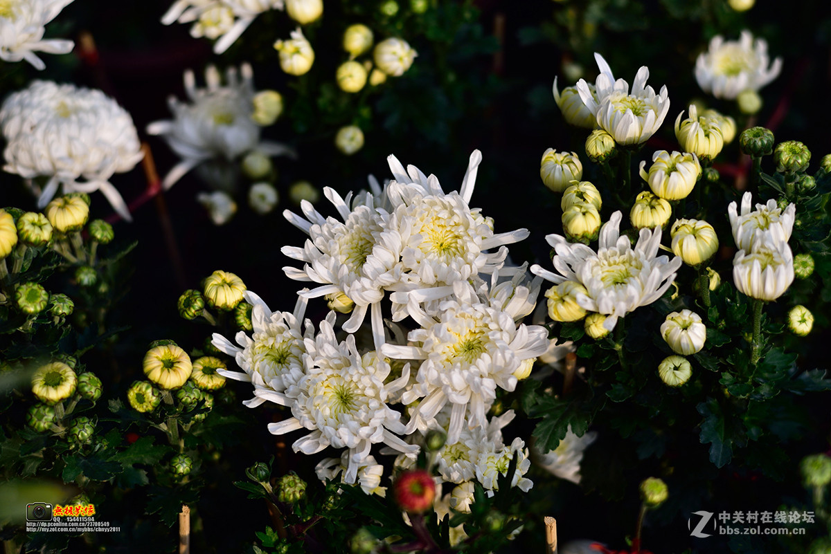 D750+康泰时85 1.4试镜