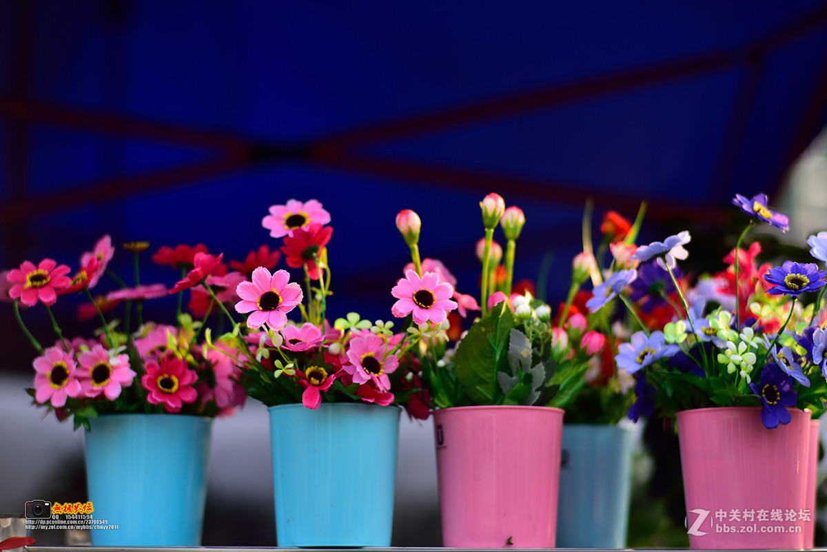 D750+康泰时85 1.4试镜