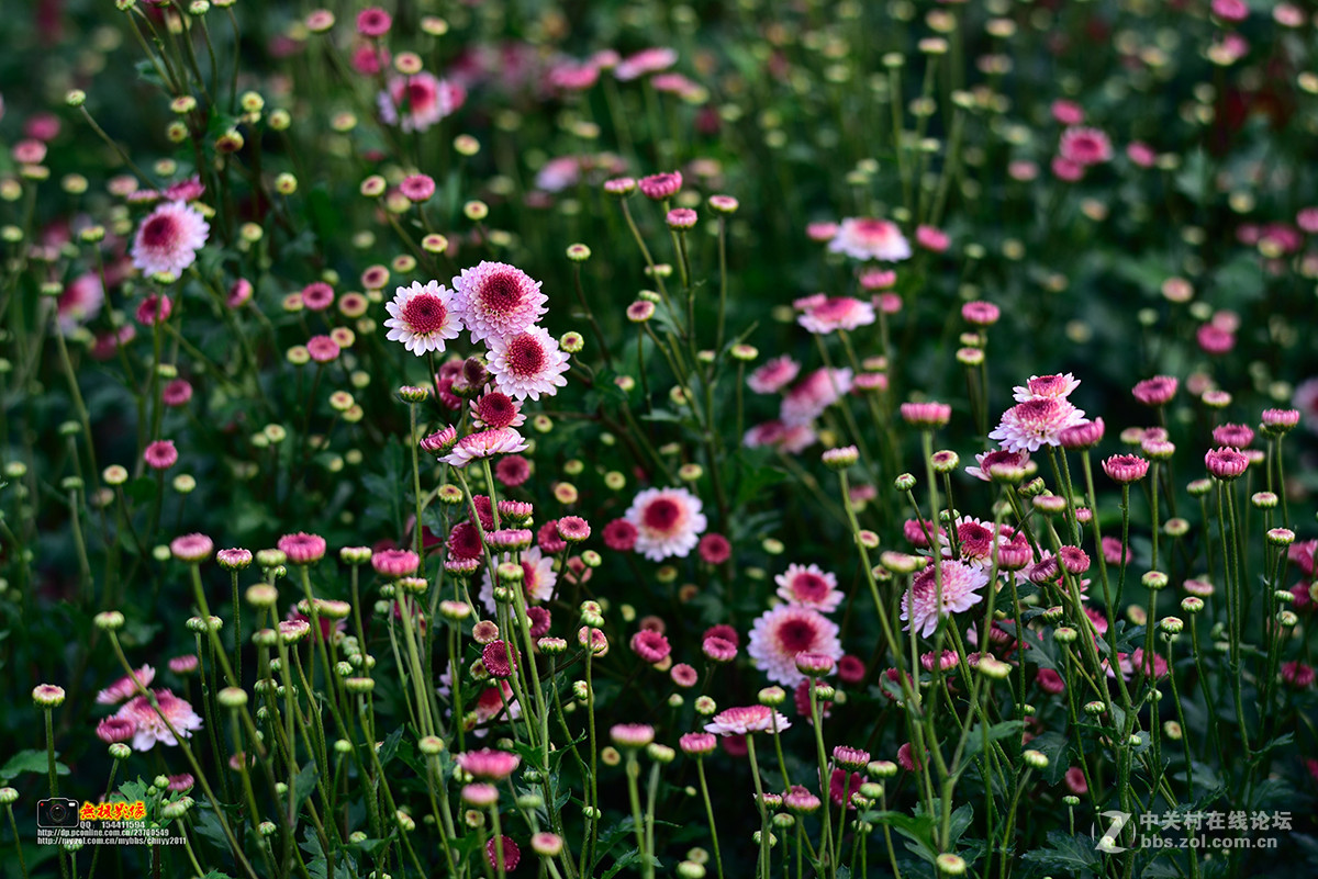 D750+康泰时85 1.4试镜