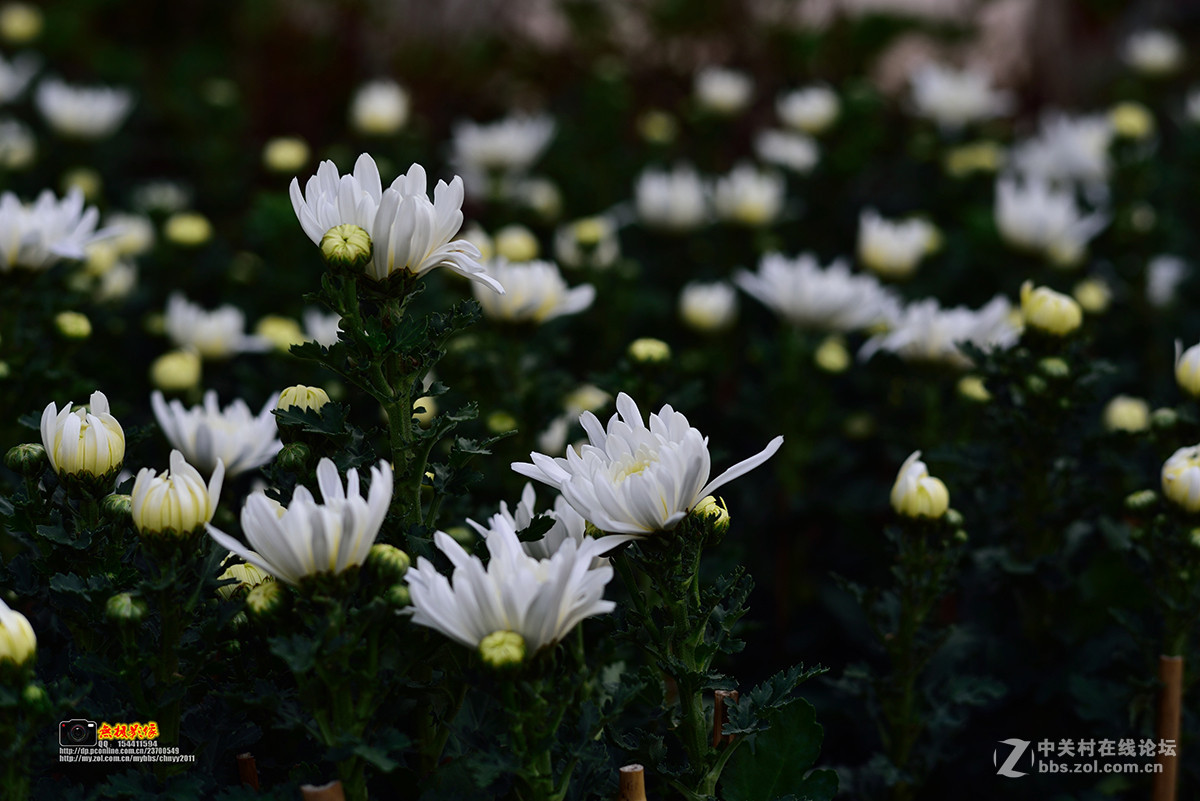 D750+康泰时85 1.4试镜