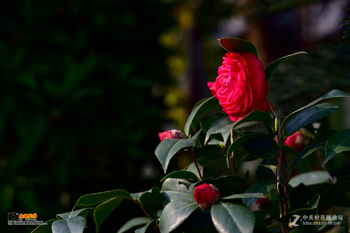 D750+康泰时85 1.4试镜