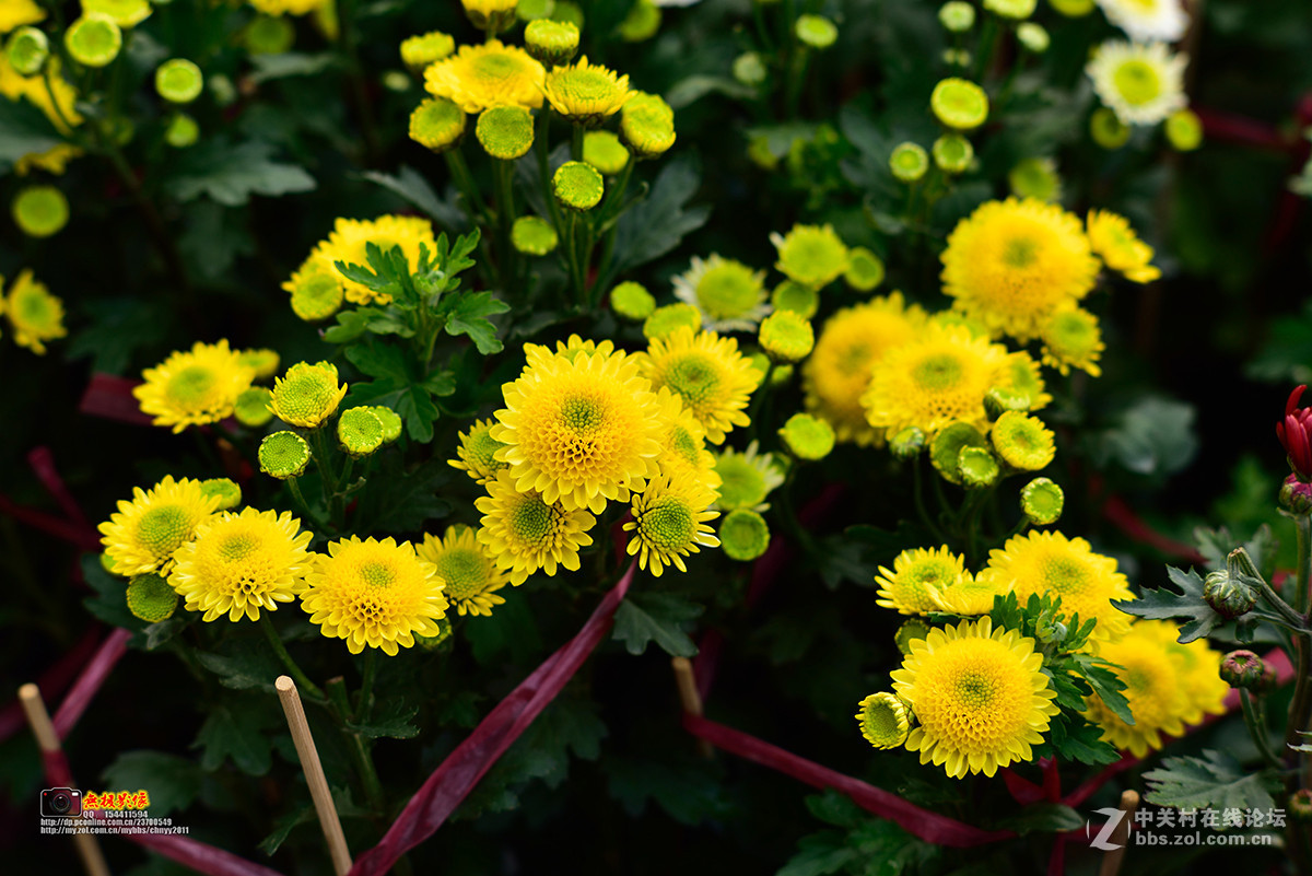 D750+康泰时85 1.4试镜