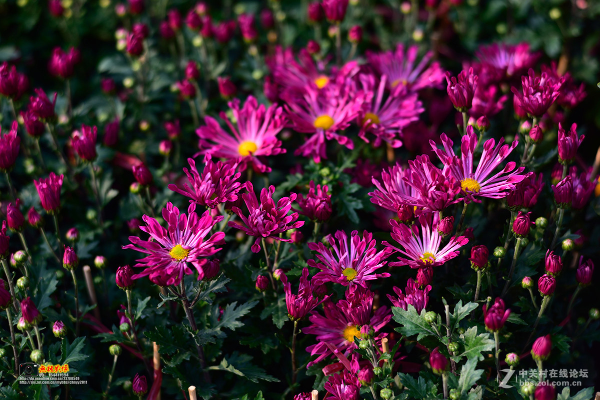 D750+康泰时85 1.4试镜