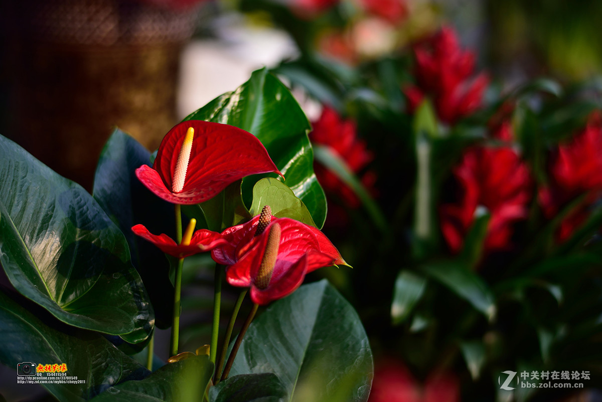 D750+康泰时85 1.4试镜