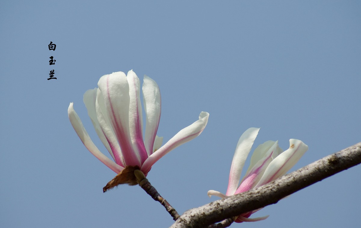 蓝天相映玉兰花一