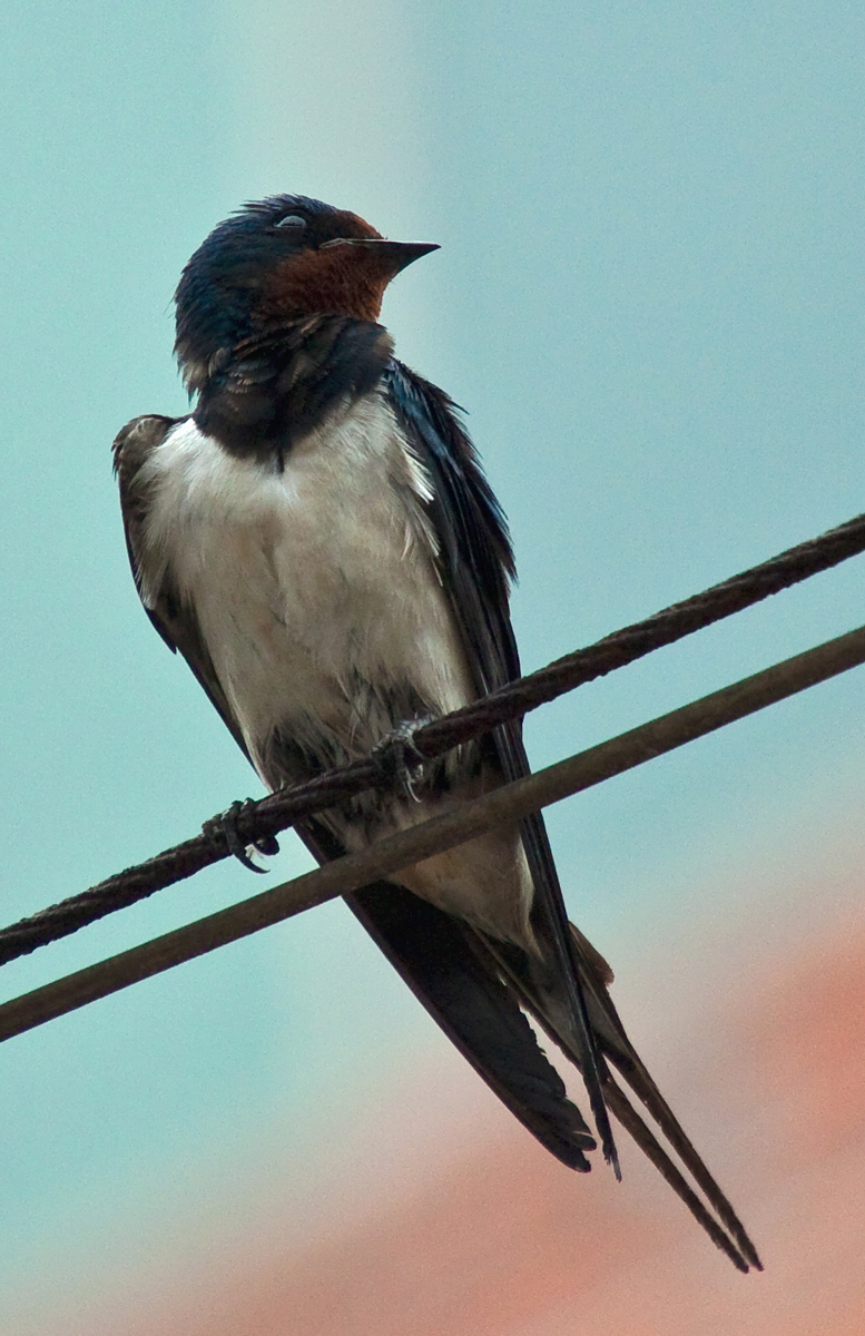 深度浙南11芝英