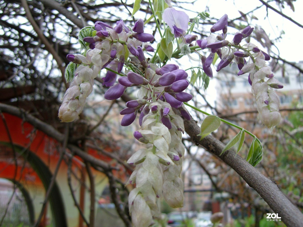 拍摄的几个水果和紫藤图片