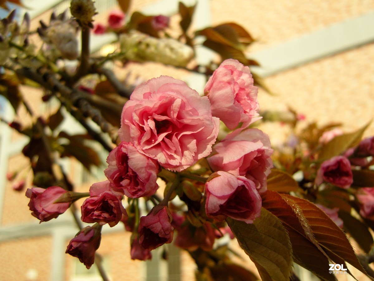 拍摄的几个水果和紫藤图片