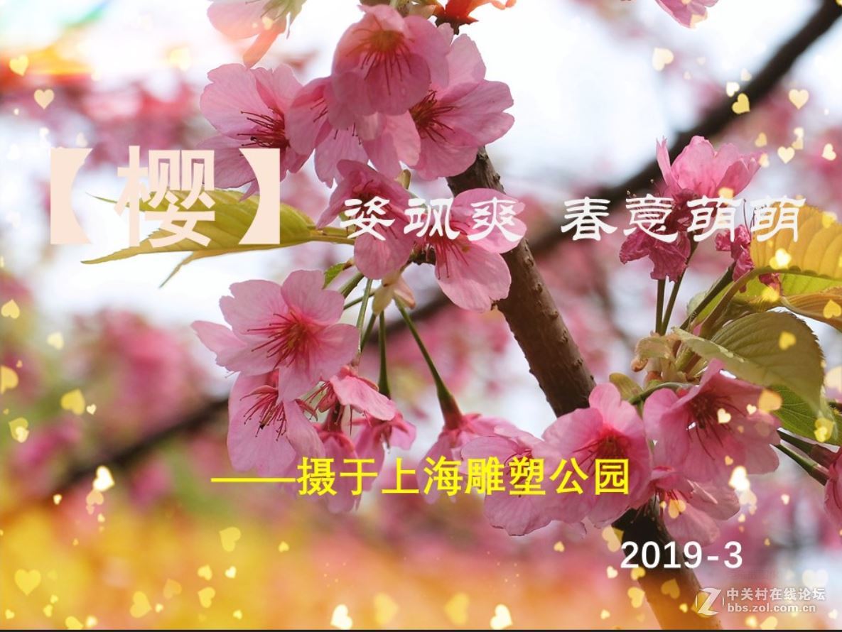 【樱】姿飒爽 春意萌萌
