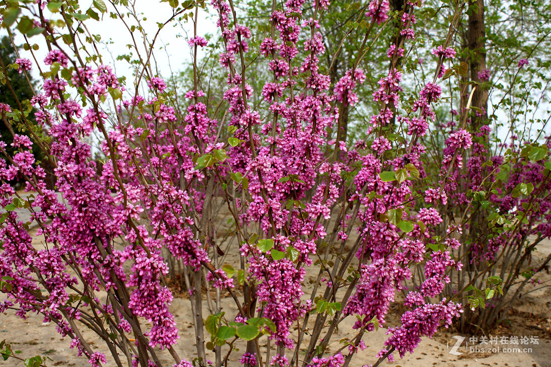 再来一些花