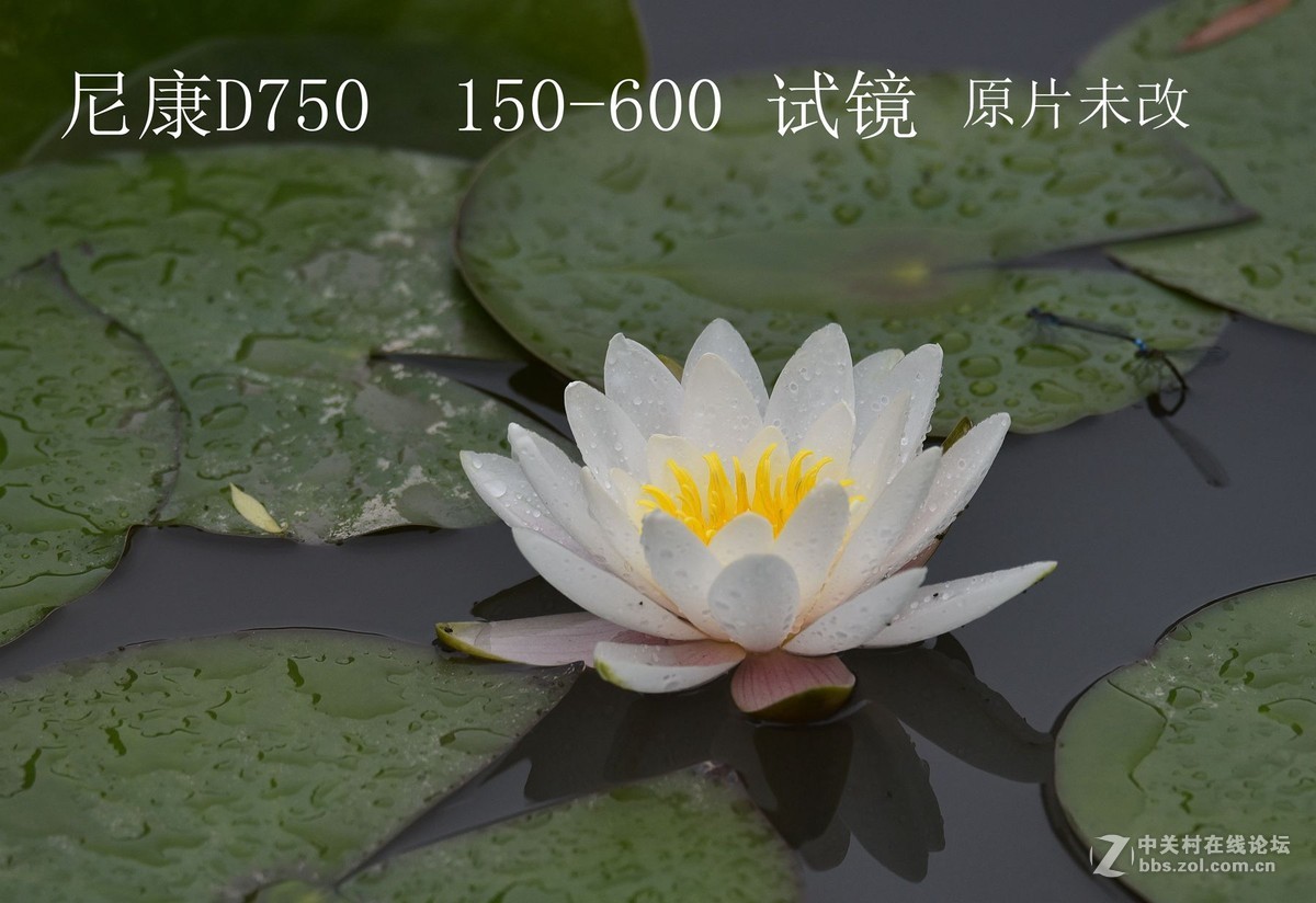 尼康D750  150  -600  试镜