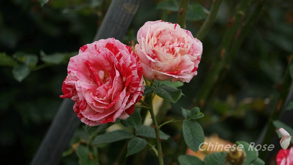 Chinese Rose