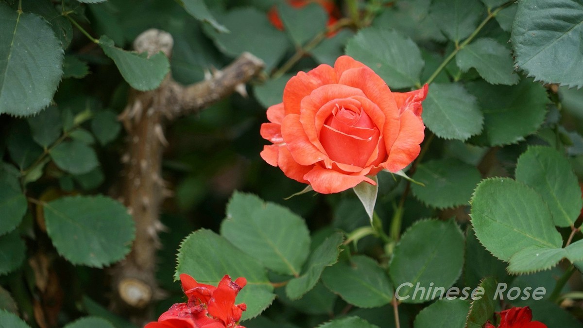 Chinese Rose